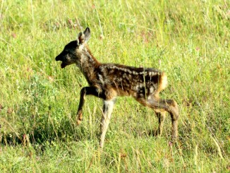 cucciolo di capriolo