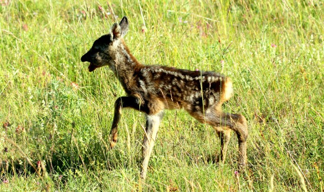 cucciolo di capriolo