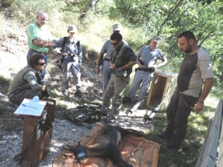 Camoscio dal Parco dei Sibillini a quello Nazionale d’Abruzzo, Lazio e Molise