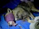Wolfnet 2.0, catturata una femmina di lupo