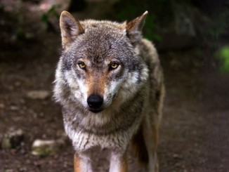 Parco Nazionale dei Monti Sibillini: avviato il monitoraggio satellitare del lupo