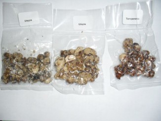 Tartufi allucinogeni, 4 giovanissimi segnalati