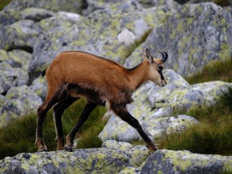 Parco Monti Sibillini, reintrodotto il Camoscio appenninico