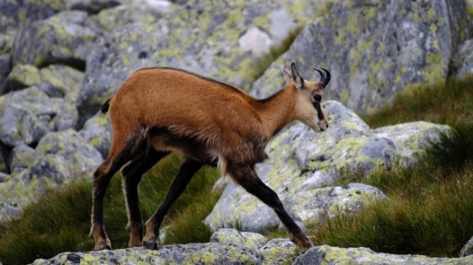 Parco Monti Sibillini, reintrodotto il Camoscio appenninico