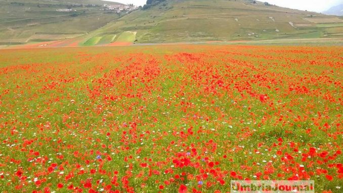 Magaparcheggio Castelluccio, Liberati, M5s, un giudice ripristina diritto violato