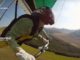 Volo su Castelluccio, si può entro il comprensorio, gradita comunicazione piloti