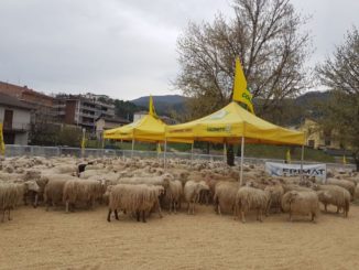 A Cascia un maxigregge di pecore rinnova la “paradura”