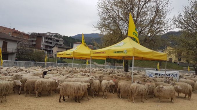 A Cascia un maxigregge di pecore rinnova la “paradura”