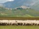 Solidarietà terremoto, da Cossombrato gli aiuti agli allevatori di Castelluccio