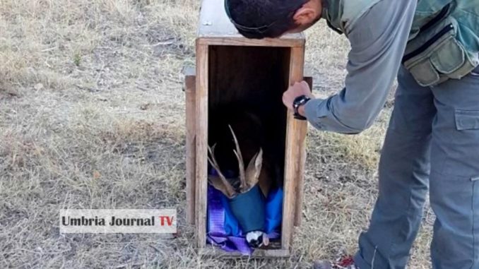 Trasferito il Capriolo di Foligno è sui Monti Sibillini e sta bene