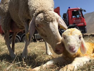 Castelluccio di Norcia, vigili del fuoco portano l'acqua alle pecore
