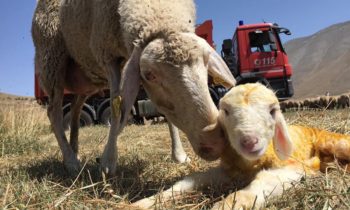 Castelluccio di Norcia, vigili del fuoco portano l'acqua alle pecore
