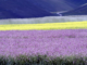 Avviso per l'utilizzo di monolocali a Castelluccio di Norcia