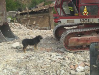 Nerone, il cane solitario tra le macerie di San Pellegrino ha bisogno di noi