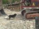 Nerone, il cane solitario tra le macerie di San Pellegrino ha bisogno di noi