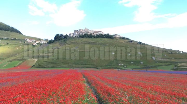 Alla fioritura di Castelluccio, attese decine di migliaia di turisti