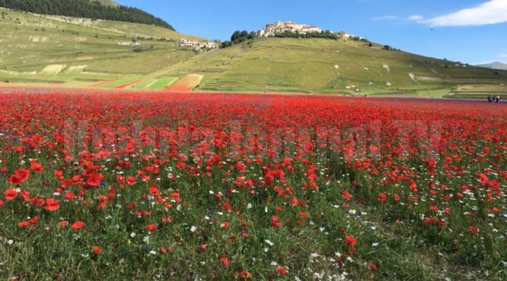 Fioritura Castelluccio Norcia turismo e salvaguardia ambientale