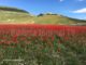 Fioritura Castelluccio Norcia turismo e salvaguardia ambientale