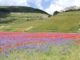 Sisma, delocalizzazioni attività economiche Castelluccio