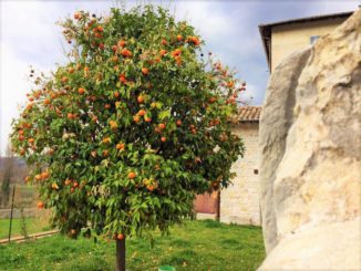 Melangolo di Ferentillo nel Registro risorse genetiche dell’Umbria