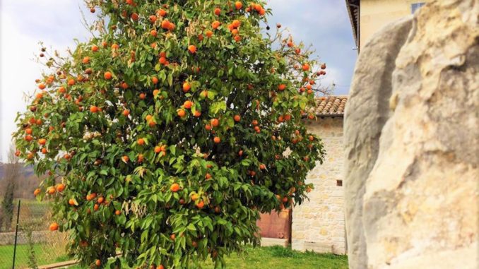 Melangolo di Ferentillo nel Registro risorse genetiche dell’Umbria