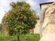 Melangolo di Ferentillo nel Registro risorse genetiche dell’Umbria