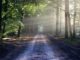 Crowdfunding, foresta Scheggino, nasce il Fondo Forestale Italiano