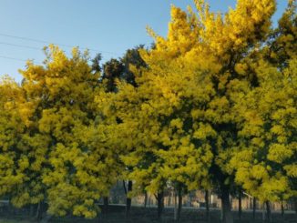 Cascia ricorda la giornata internazionale della donna