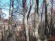 Parco Sibillini, risorse forestali, nuova frontiera di sviluppo