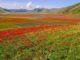 Fioritura di Castelluccio di Norcia 2020 regolamento Aree di Sosta