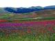 Si conclude il progetto di valorizzazione della fiorita di Castelluccio