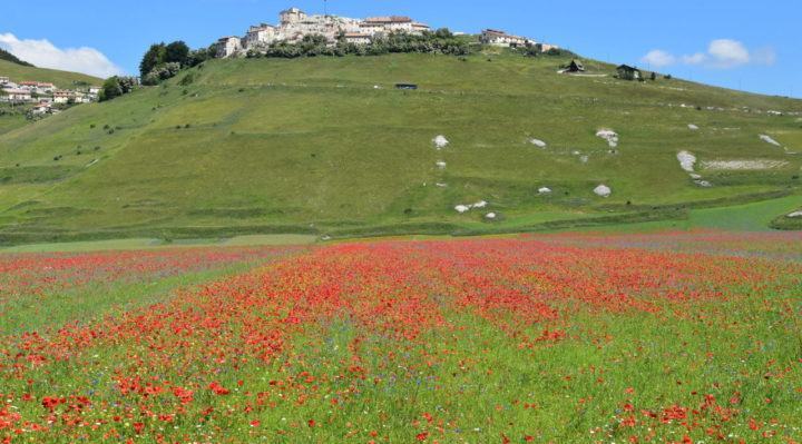 Fioritura di Castelluccio, servono soluzioni definitive e sostenibili e non interventi spot