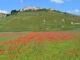 Fioritura di Castelluccio, servono soluzioni definitive e sostenibili e non interventi spot
