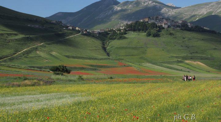 Tantissima gente domenica scorsa a Norcia e Castelluccio per fioritura