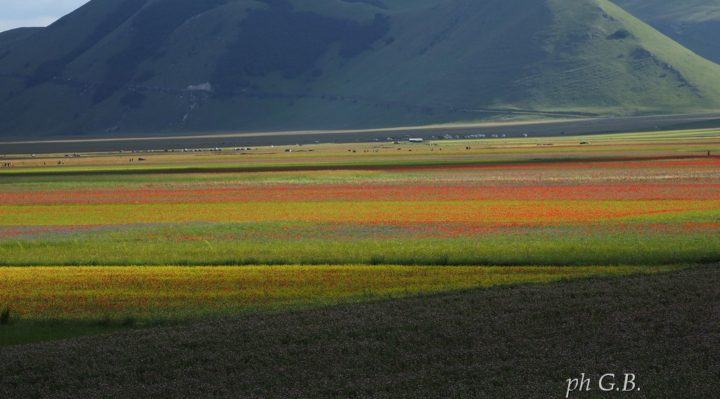 Tantissima gente domenica scorsa a Norcia e Castelluccio per fioritura
