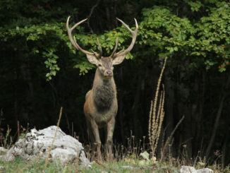 Parco Nazionale Monti Sibillini: il cervo come non l'avete mai visto