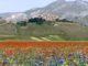 Fioritura Castelluccio, ecco il piano mobilità sostenibile 2022