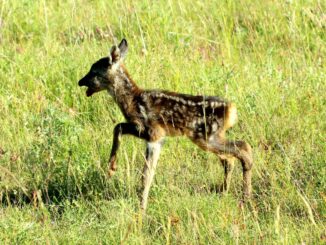 Parco Sibillini, ritrovamento di animali appena nati… cosa fare?