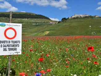 Fioritura 2021, domani la sperimentazione di parcheggio e servizio navetta. Itinerari: Norcia – Castelluccio; Forca Canapine – Castelluccio