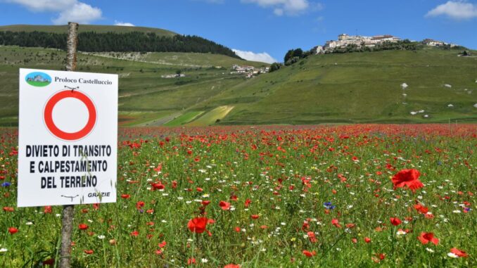 Fioritura 2021, domani la sperimentazione di parcheggio e servizio navetta. Itinerari: Norcia – Castelluccio; Forca Canapine – Castelluccio