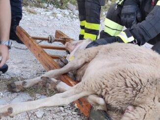 Due pecore ferite dai lupi, recuperate e affidate al proprietario