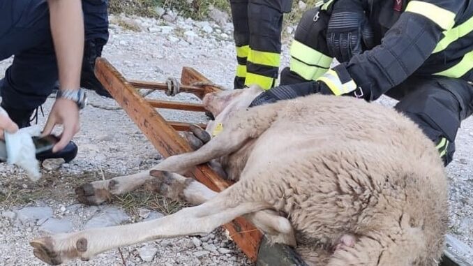 Due pecore ferite dai lupi, recuperate e affidate al proprietario