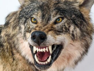 Emergenza predatori: CIA Umbria sostiene allevatori di Chianina il crescente numero di lupi minaccia l'attività zootecnica