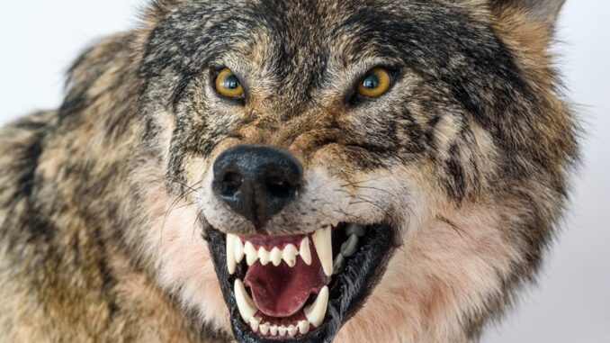 Emergenza predatori: CIA Umbria sostiene allevatori di Chianina il crescente numero di lupi minaccia l'attività zootecnica