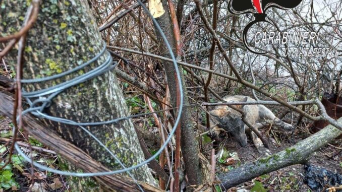 Denuncia dei Carabinieri forestali, lupo ucciso con laccio metallico