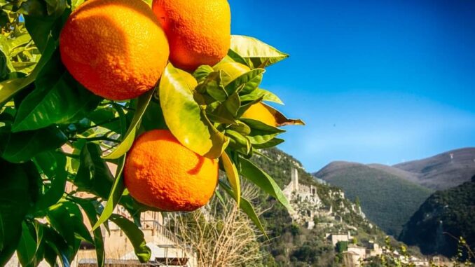 Slow Food Valnerina celebra la Giornata Mondiale della Biodiversità