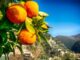 Slow Food Valnerina celebra la Giornata Mondiale della Biodiversità