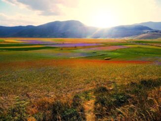 Niente fioritura a Castelluccio di Norcia per la siccità prolungata
