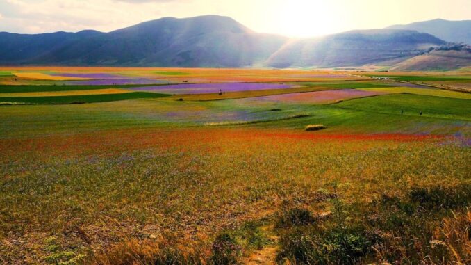 Niente fioritura a Castelluccio di Norcia per la siccità prolungata