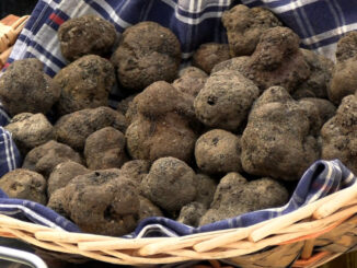 Tuber Fest: gusto e musica nel cuore di Cascia